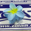 GANCHO FLOR VARIADOS
