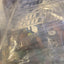 1/8 3298-40 Proline Carcaza Buggy